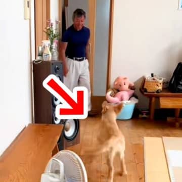 犬を飼うことに反対していたおじいちゃん→ゴールデンレトリバーの子犬が駆け寄ると…『まさかの反応』に「たまらんｗ」「メロメロ」と反響