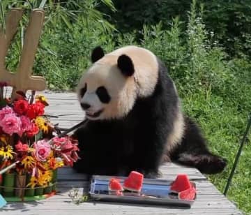 茶色のパンダ「チーザイ」の子「バーザイ」、4歳の誕生日を迎える―中国