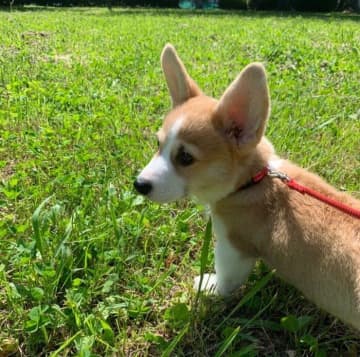 お散歩デビューでドキドキしていた生後3カ月のコーギーの子犬→3才の現在、飼い主の心を癒してくれる頼もしい存在に！
