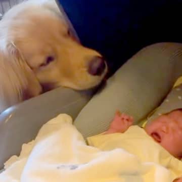 妊娠中のお母さんに寄り添っていた大型犬→無事に赤ちゃんが産まれて…泣けるほど尊い『1年間の記録』に反響「優しさに涙」「胸がいっぱい」