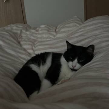 迎え入れから1年後におとずれた嬉しい瞬間！ 抱っこNGの保護猫が、初めて足の間でくつろいだ