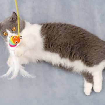 愛猫は充分に体を動かせている？猫に必要な『運動量の目安』を3つのライフステージ別に解説