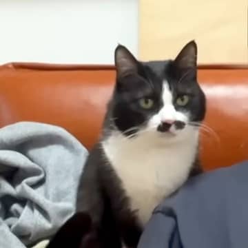 飼い主のことが大大大好きな猫→愛が重すぎて…まさかの『背後霊みたいになってしまった光景』に「まさに一心同体」「なんとも愛情表現豊か」