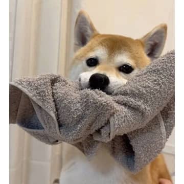 タオルを取られたくないし、ナデナデもしてほしい！　「どっちも譲れない」柴犬の愛らしい要求にクスッ