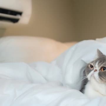 猫が『クーラー病』にかかっているときの3つの症状　予防のためにできることは？