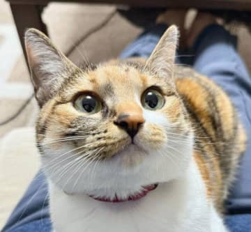 飼い主の膝の上で香箱座りする猫の前足に注目→“モリっ”とした可愛い「マッスルポーズ」に反響！