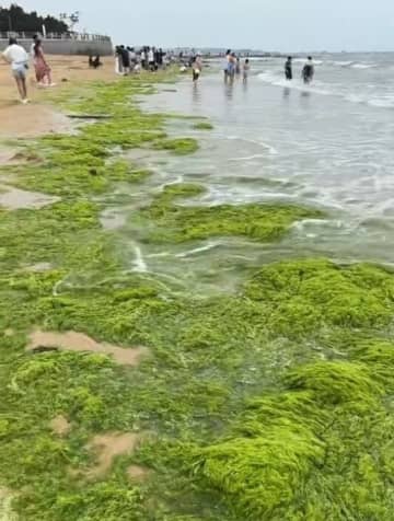 夏休みシーズンの海岸に大量のアオサ、悪臭訴える観光客も―山東省日照市