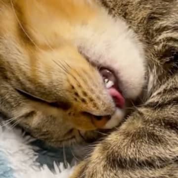 「同じ夢見てる？」睡眠中に『同じ動きをしていた兄妹猫』→まさかの可愛すぎる光景に1万3000いいね「久々に笑った」「幸せだね」