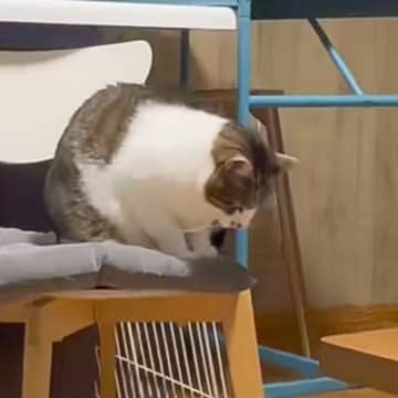 『おててないないする猫』を観察していたら…完全に想定外な『独特すぎる動き』に24万いいねの大反響「ティラノサウルス」「浮いてて笑ったｗ」