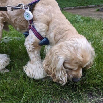 ニオイかぎのメリットって？　犬の“クン活”の気になる疑問を解説！
