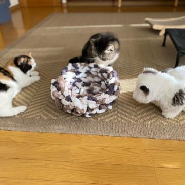 手作り猫ベッドを囲むも使う気配なしの愛猫たち→いったいなぜ？獣医師に聞いた