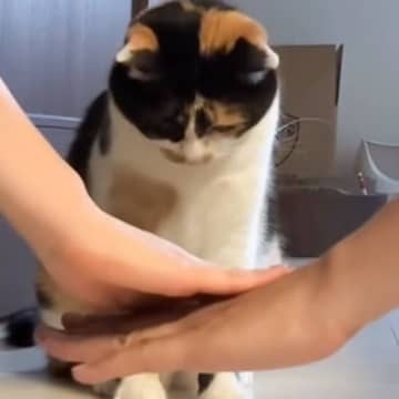 飼い主たちが猫の前で『円陣』を組んでみたら……とんでもなく尊い『まさかの瞬間』に悶絶する人が続出「可愛すぎる」「えいえいお～」