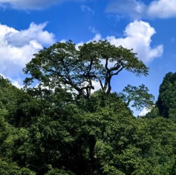 極度絶滅危惧植物「滇桐」、広西で70年ぶりに発見―中国