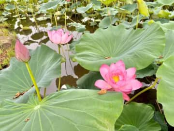 【行田市】埼玉県に桃源郷が？！夏の朝、蓮の花が咲き誇る「古代蓮の里」