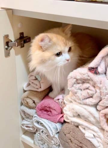 「顔拭いたら毛まみれになるわ」タオルに紛れ込む猫の心理を獣医師に聞いた