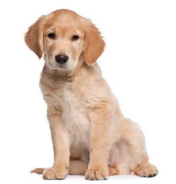 ゴールデン・レトリーバーの性格　飼い方のコツ・飼い主の悩みQ＆A｜いぬのきもち 犬図鑑