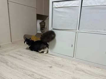 しっぽがフサフサな猫ならではの行動は？獣医師が詳しく解説します