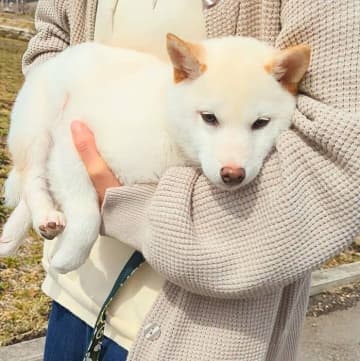 柴の子犬が「散歩デビュー」で飼い主に抱っこをせがむ！“初々しい姿”からわかる心理は｜獣医師解説