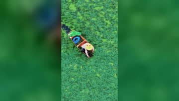 空から見たヒシの実の収穫風景、一面の緑に夏の恵み　中国広東省掲陽市