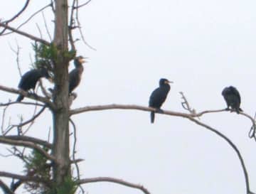 カワウ食害減少へ　漁協や茨城県連携　ドローン活用し繁殖抑制　夏場のアユなど被害深刻