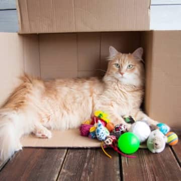 愛猫と『引っ越し』するときにやってはいけないNG行為3選　猫グッズの新調もダメ？