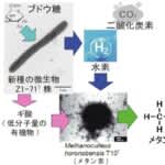 水素を発生する新種の微生物を発見　地下深くで微生物が助け合いメタンを作る