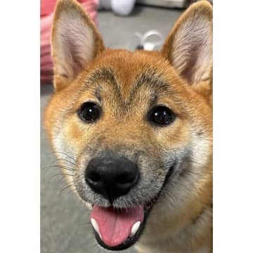 柴の子犬の立派すぎる「カモメ眉」が話題！　濃くなるたびに愛着が湧いてくる可愛いチャームポイントに