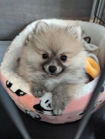 マズル周りが黒い生後3カ月のポメラニアン子犬→1年後、元気にはしゃぐ姿が可愛い「大切な存在」に！