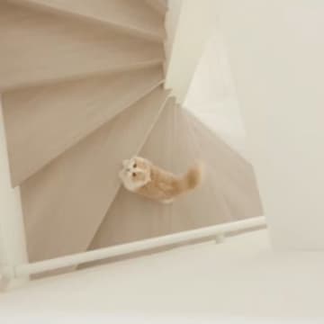 階段下にいる猫→飼い主さんが『おいで』と声をかけると…悶絶必至の『尊すぎる行動』が57万再生「キュンときた」「ぽてぽてしててかわええ」
