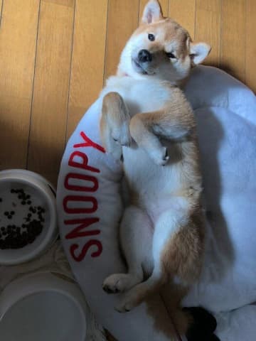 出会ったときから甘えん坊の保護犬子犬が約4年後、ご近所からも愛される優しいコに成長！「大切な家族であり相棒」に
