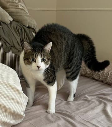 歌舞伎の見得みたい!? 芸術的な“やんのかポーズ”をする元保護猫の写真が約5.1万「いいね」と話題