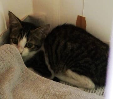 痩せていてノミだらけだった推定生後3カ月の子猫を保護→1才になり、食いしん坊で元気いっぱいなコに成長した姿にほっこり！
