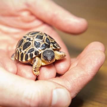 カメ、ロンドンの住宅火災の原因に