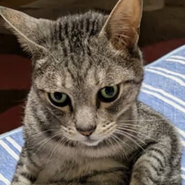 猫らしからぬ姿勢で座っていたネコ→『左前足』を見てみると…今にも何か出しそうな『まさかの光景』に3万いいね「ど、ドラえ…ｗ」「秘密道具？」