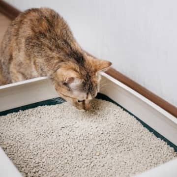 『猫砂の正しい保存方法』ってあるの？気をつけたい3つのこと　失敗すると、機能が落ちる場合も…