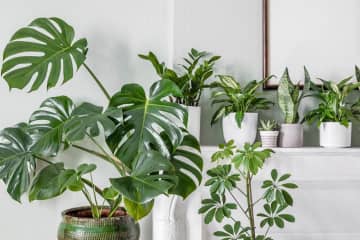 夏のインドアグリーンおすすめ【8選】涼しい室内を彩る観葉植物の育て方