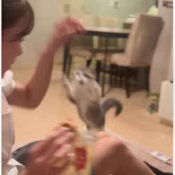 女の子が足を掻いていたら、奥から猫が…笑いを誘う『とんでもない瞬間』が493万再生「は、早すぎて見えないｗ」「想像以上のスピードに爆笑」