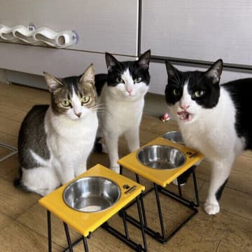 猫の健康寿命を延ばすために！　実践したい５つのことを獣医師が解説