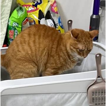 真剣な表情でトイレをする猫→すぐ横を見てみると…あまりにもシュールすぎる瞬間に爆笑「やめたげてｗ」「なんかの罰ゲーム？ｗ」と20万表示