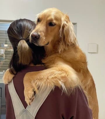 「休日は思いっきり甘えたくなる」ゴールデン　飼い主さんに抱っこを求める大型犬の心理とは