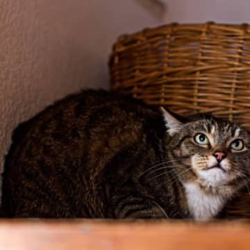 負けました…猫が『降参』したときに見せる態度4選　触っていい？見守るべき？正しい対応法とは