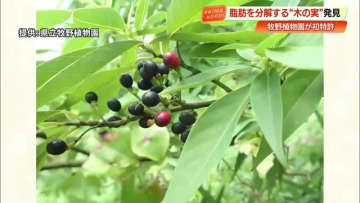 脂肪を消す果実エキス　高知・牧野植物園が発見、バスクリンと商品化へ