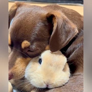 物音に驚いたウサギ→怖いことがあると必ず犬のそばに…種族を超えた『あまりにも尊い光景』が121万再生「実写版ディズニー」「信頼してる」