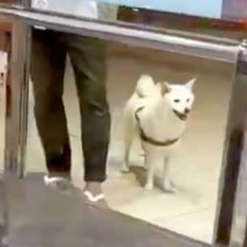 空港で12日ぶりに愛犬と再会→スルーされたと思ったら、次の瞬間…気付いた時の『泣けるリアクション』が39万再生「嬉しくて涙が出た」と絶賛