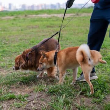 犬が人に『オシッコ』をかける5つの心理　どんな理由があるの？飼い主が注意すべきことまで