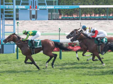 【函館2歳S】新馬組で1頭軸マルチを狙える条件とは！？三連単を的中させる軸馬・相手馬の狙い方