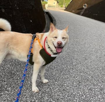 生後3カ月でお迎えした「人を信頼していない様子だった」保護犬子犬→約5年後、家族を信頼し「表情で気持ちを伝えてくれる」コに！