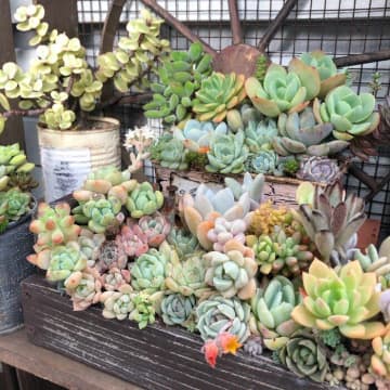 猛暑のベランダでも大丈夫？水やりはいつでもいいの？多肉植物を暑さで枯らさないための対策5選