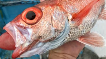 【深海の赤い宝石＝幻の高級魚をその手に】“アカムツ”の生態／釣りシーズン／釣り方／仕掛け／食べ方〈初心者釣り知識〉