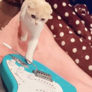 ギターに近づいてきた『ビビりな猫』→飼い主さんが音を鳴らしてみたら…予想を超えてくるリアクションに爆笑の声「ビックリしたｗｗ」「ツボｗ」